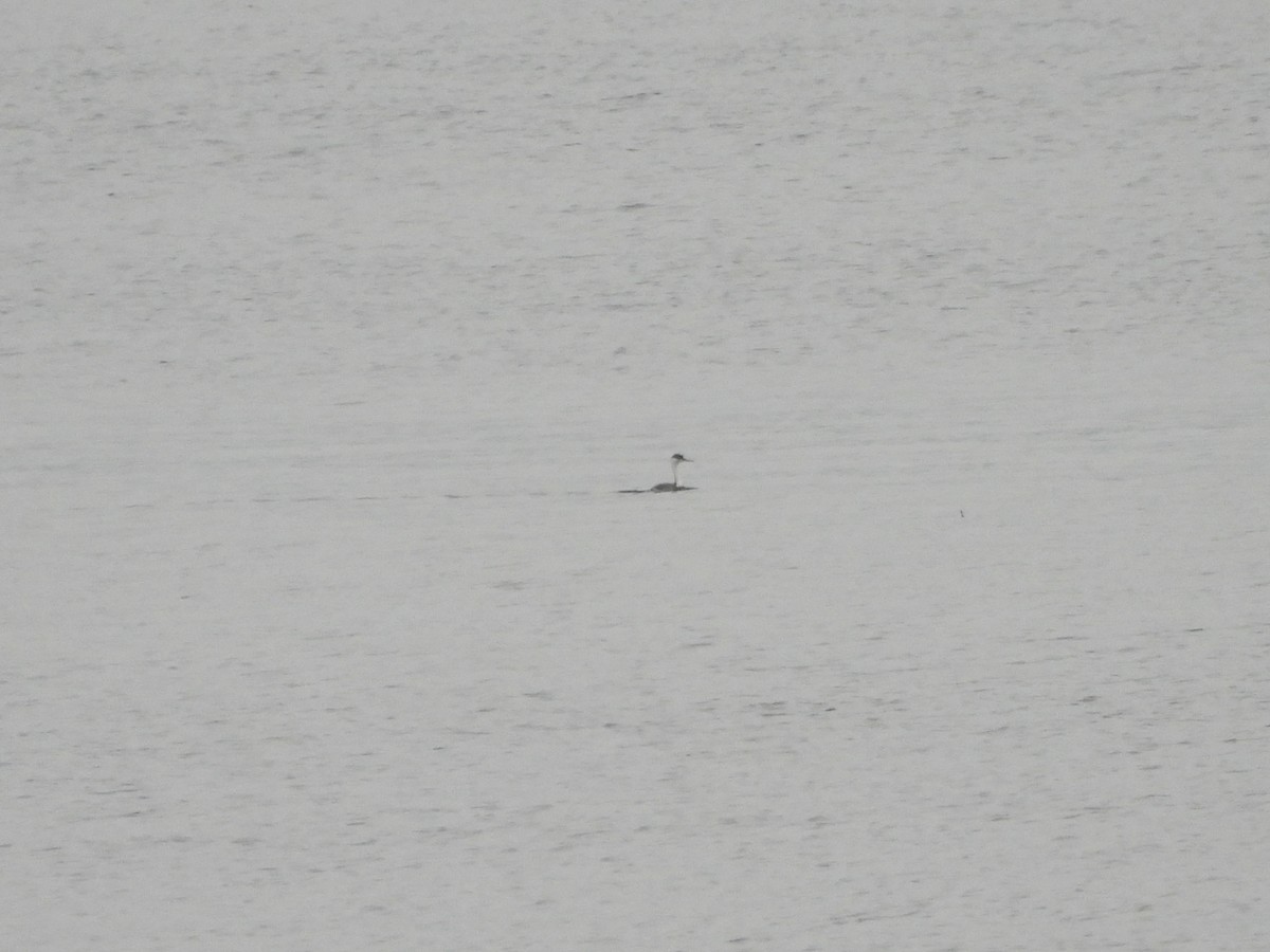 Western Grebe - Fritz Davis