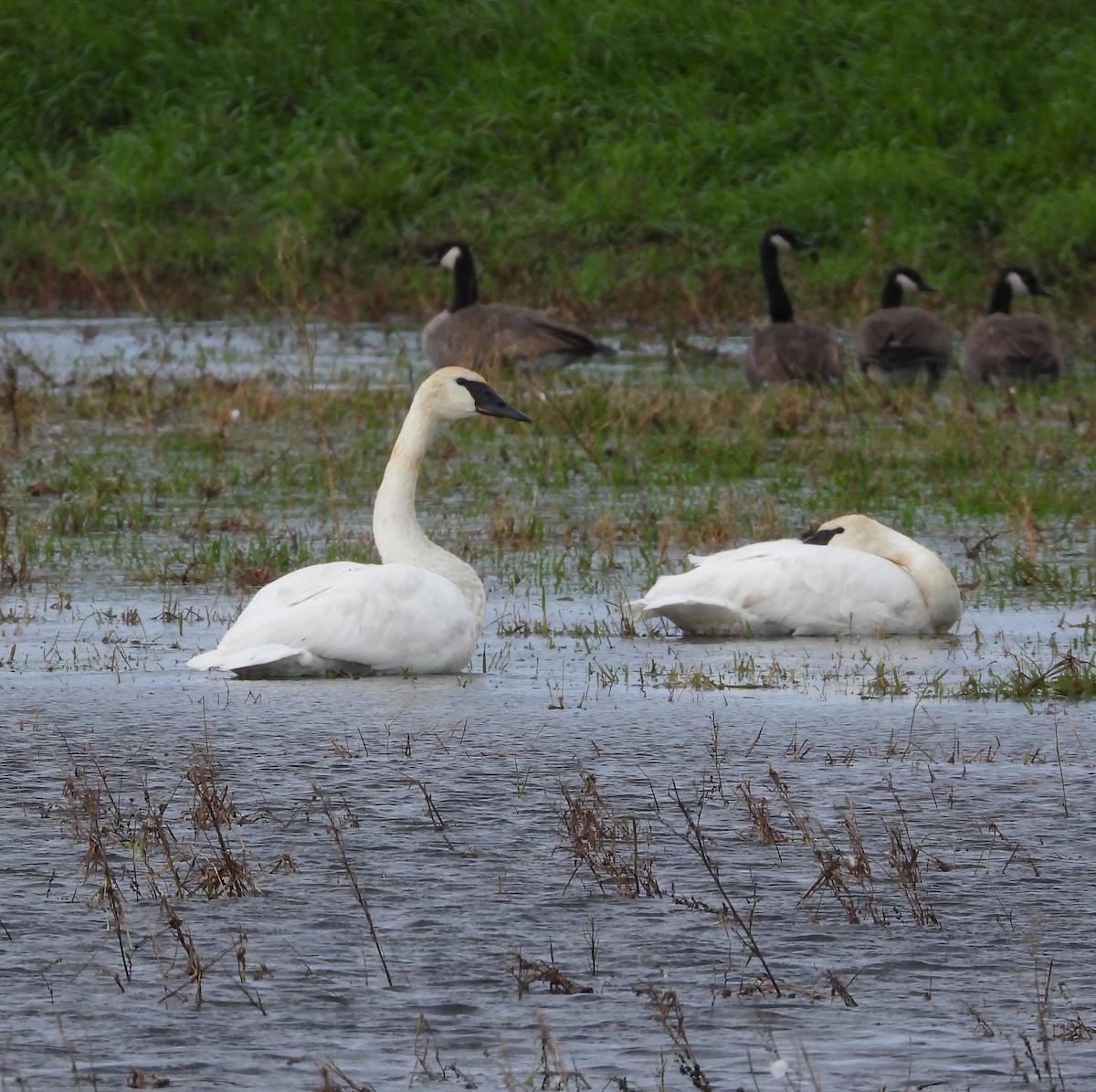 Cygne trompette - ML609996877