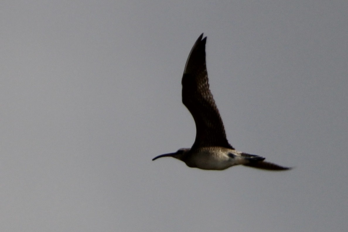 Whimbrel - Dallas Harrell