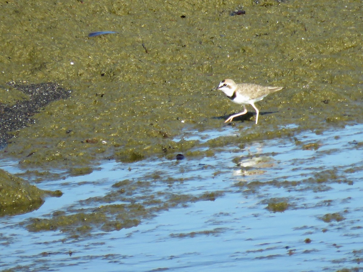 Collared Plover - ML609996988