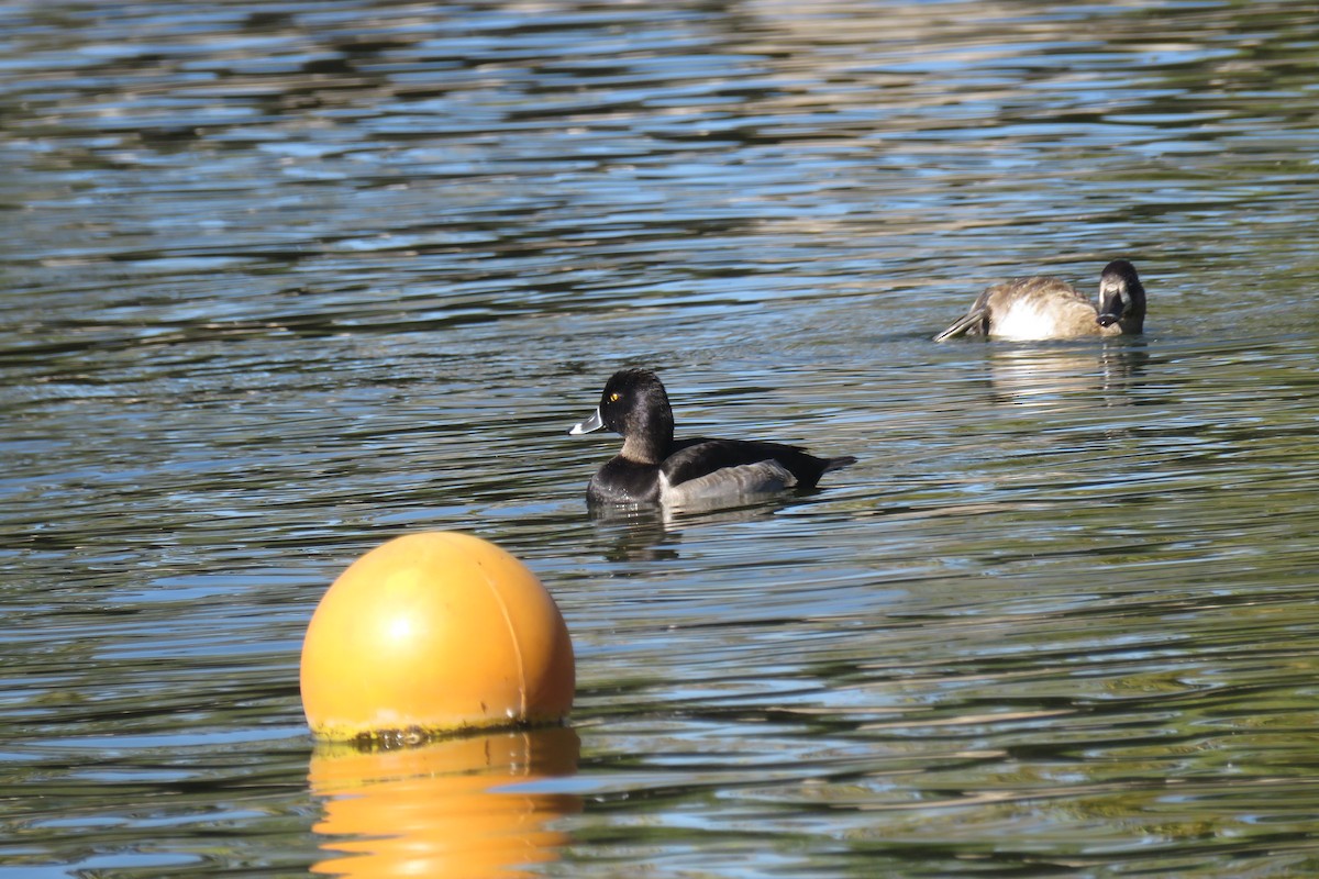 Ring-necked Duck - ML609997020