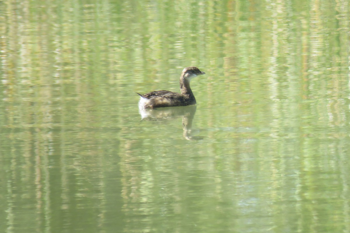 Pied-billed Grebe - ML609997028
