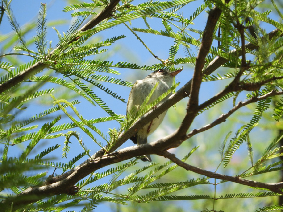 Pearly-vented Tody-Tyrant - Silvia Enggist