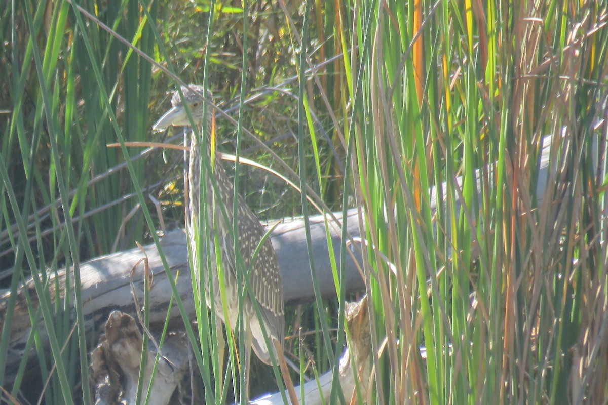 Yellow-crowned Night Heron - ML609997061