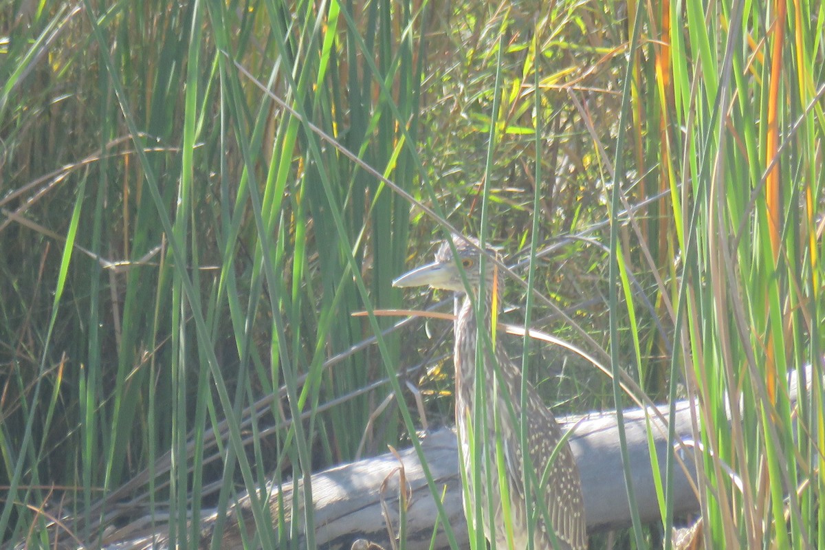 Yellow-crowned Night Heron - ML609997062