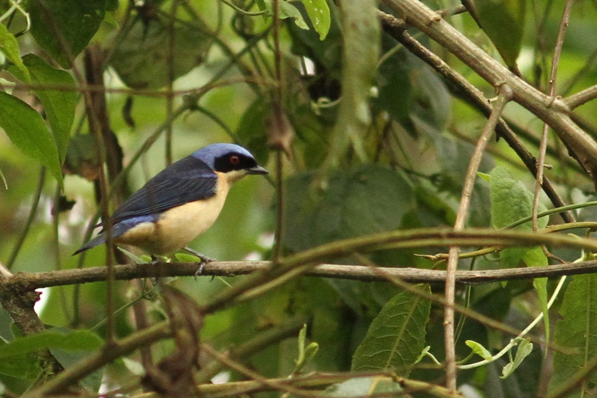 Fawn-breasted Tanager - ML60999711