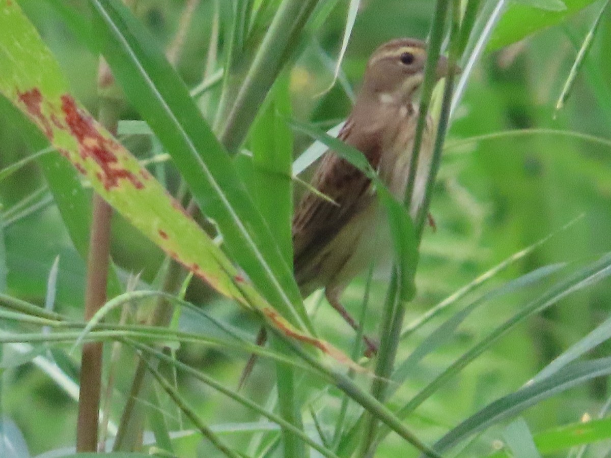 Dickcissel - ML609997130