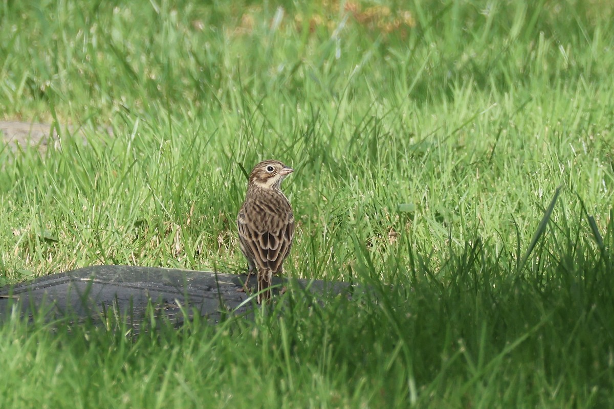 Vesper Sparrow - ML609997175