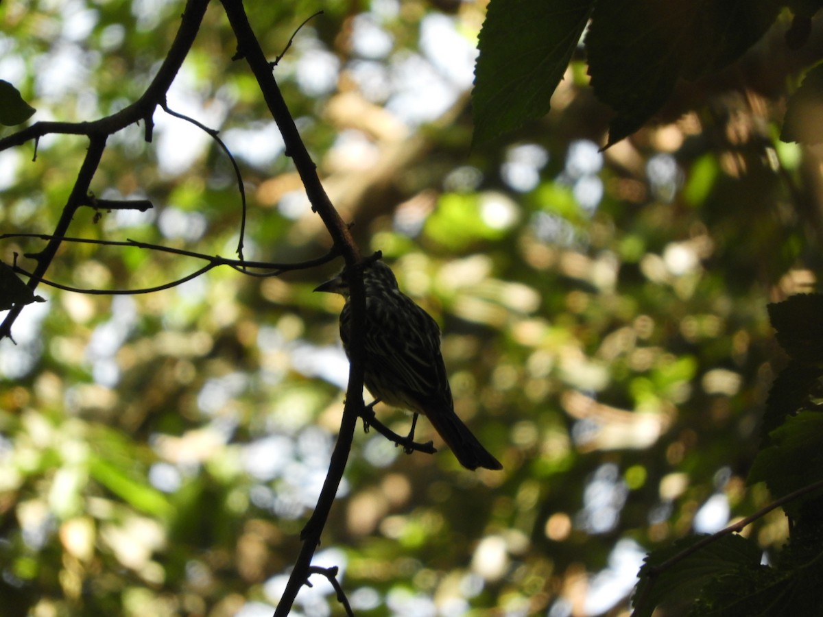 Streaked Flycatcher - Silvia Enggist