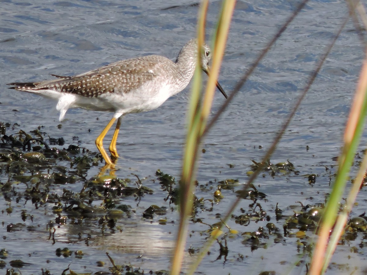 Greater Yellowlegs - ML609997222