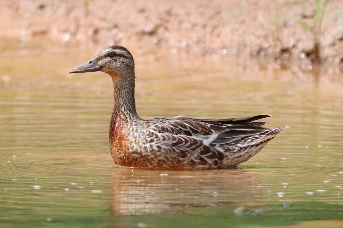 Garganey - ML609997239