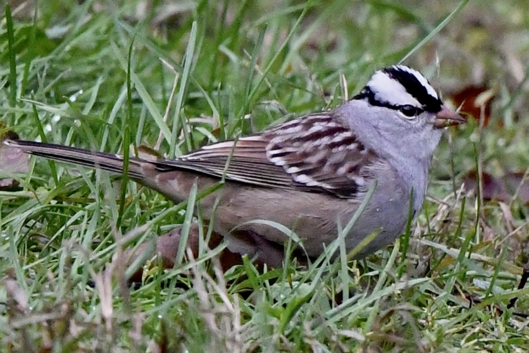 White-crowned Sparrow (leucophrys) - ML609997317