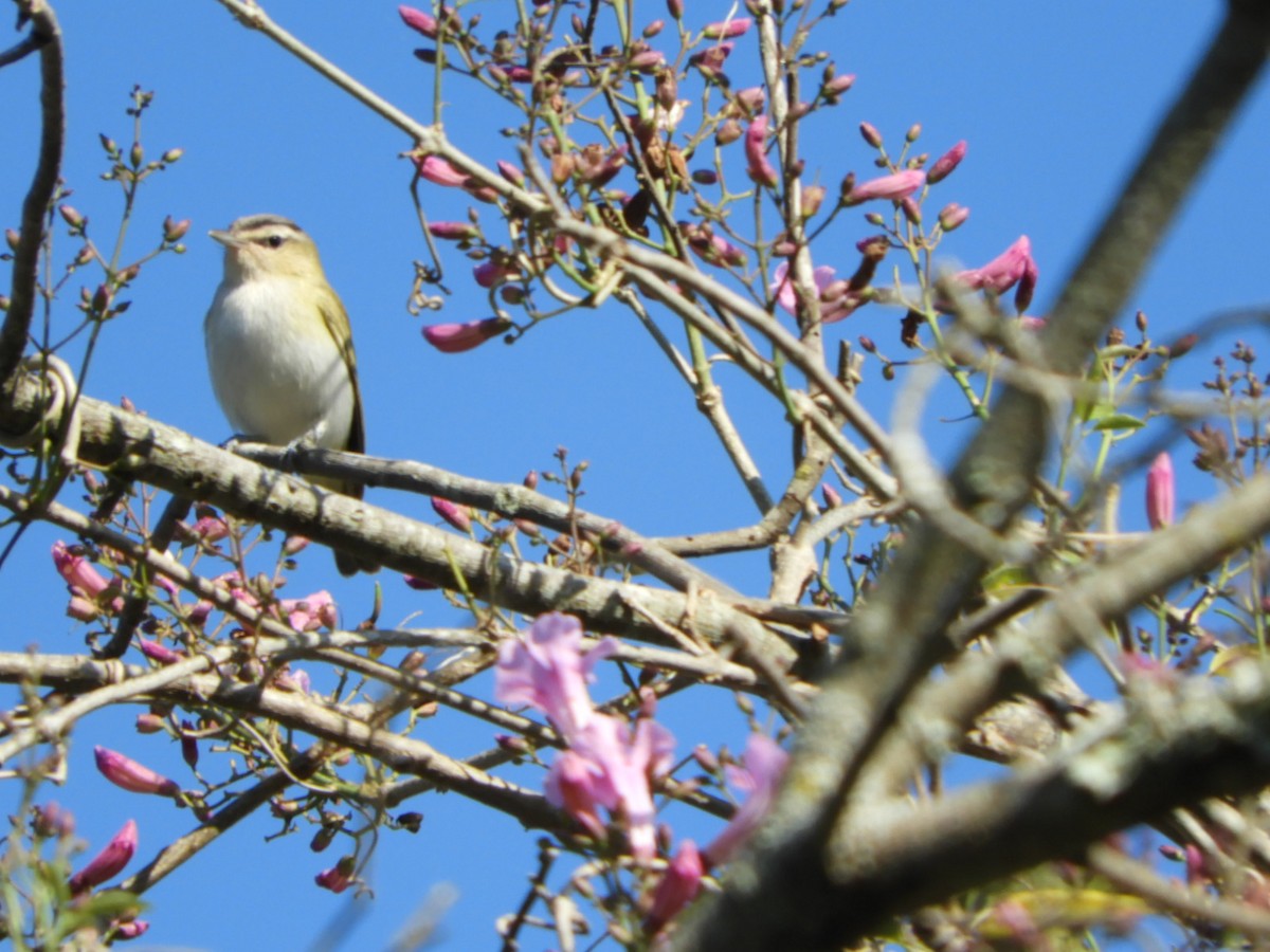 brunøyevireo - ML609997324