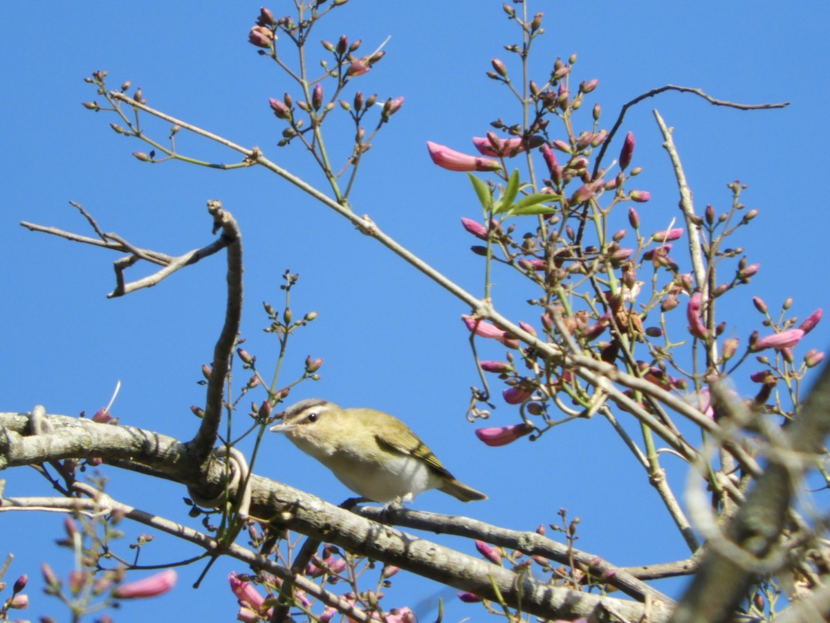 brunøyevireo - ML609997326