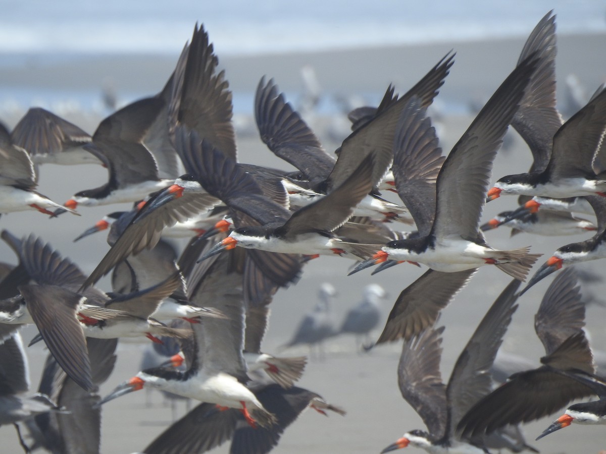 Black Skimmer - Rolando Rodrigo Mena Yari (MUSA)