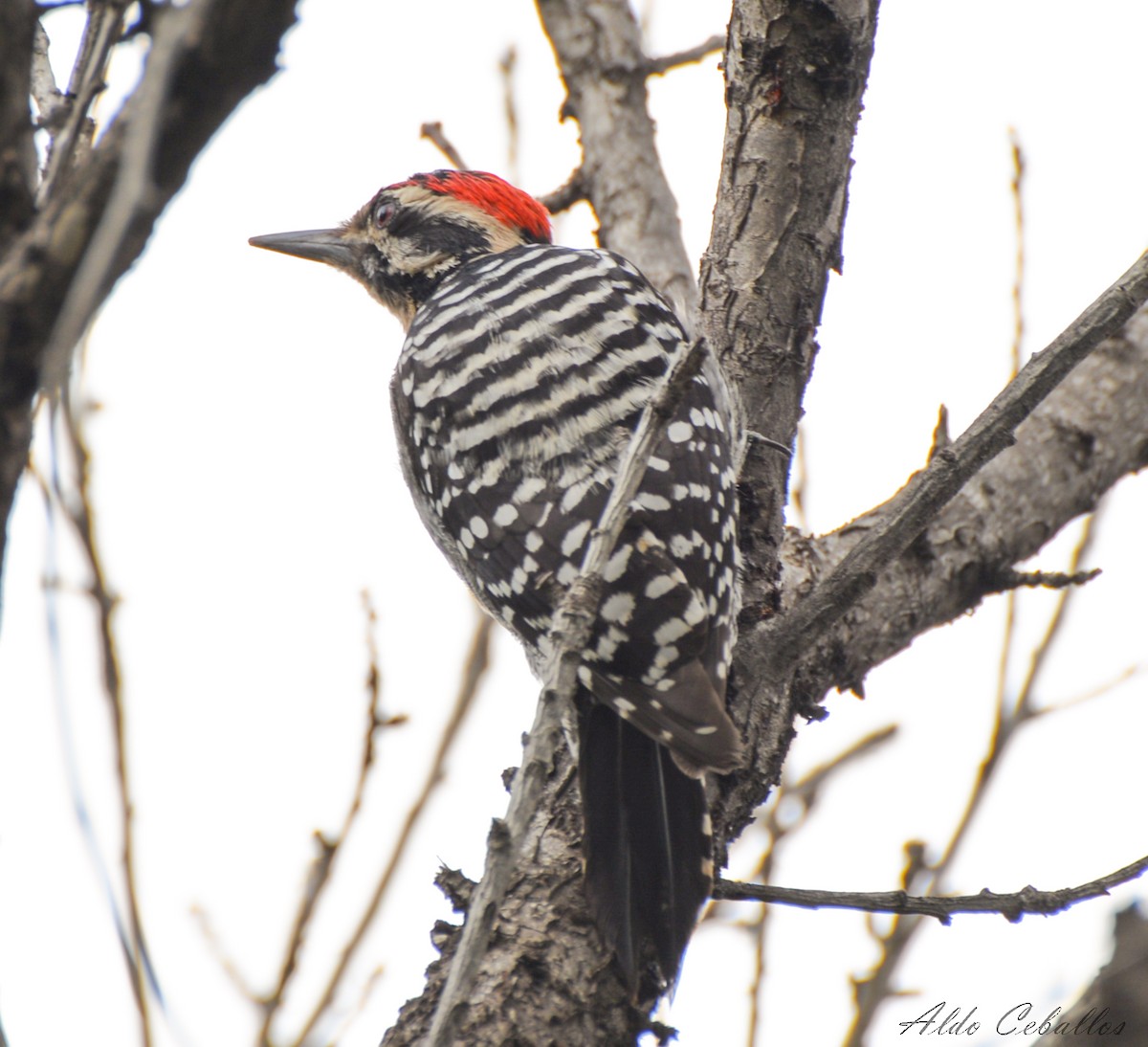 Ladder-backed Woodpecker - ML609997421