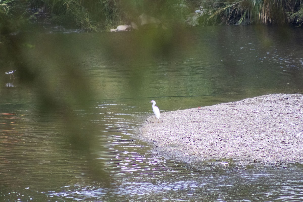 Snowy Egret - Gustavo Jiménez