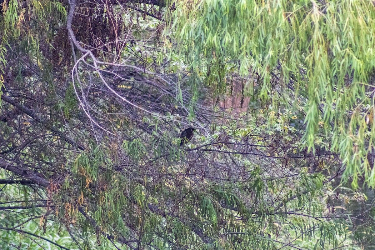 Green Heron - Gustavo Jiménez