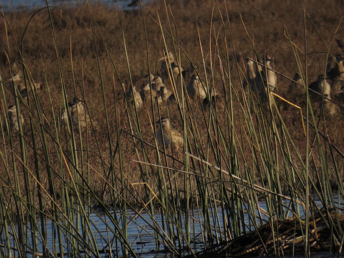 Whimbrel - ML609997445