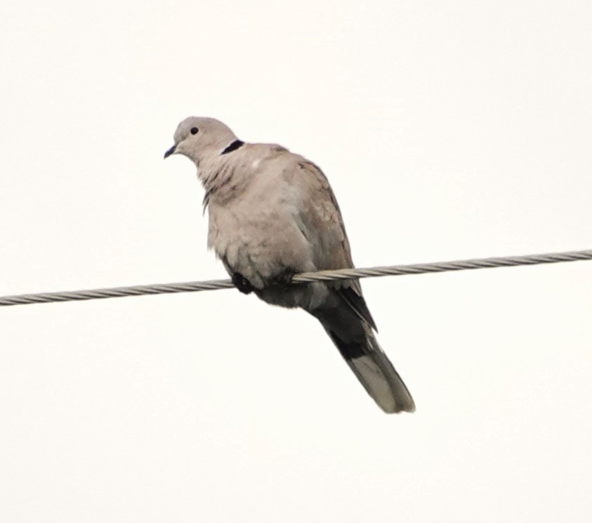 Eurasian Collared-Dove - ML609997449