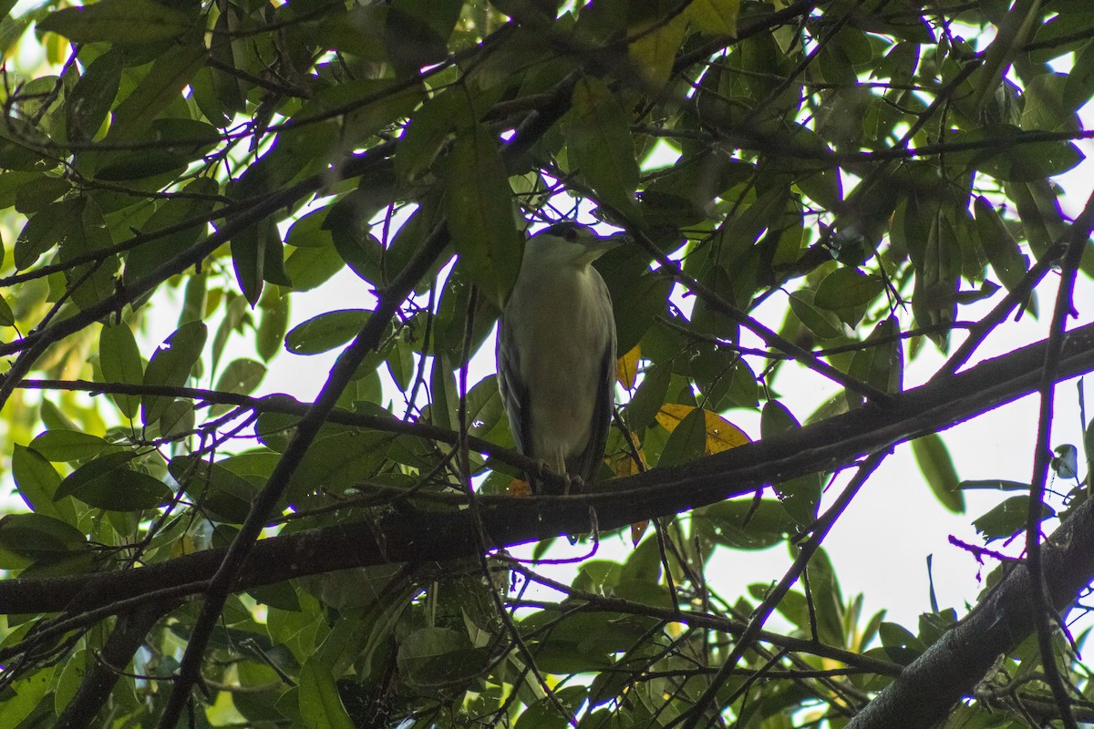 Black-crowned Night Heron - Gustavo Jiménez