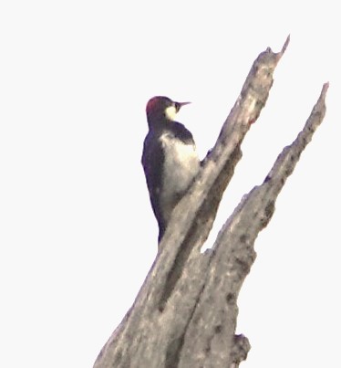 Acorn Woodpecker - ML609997494