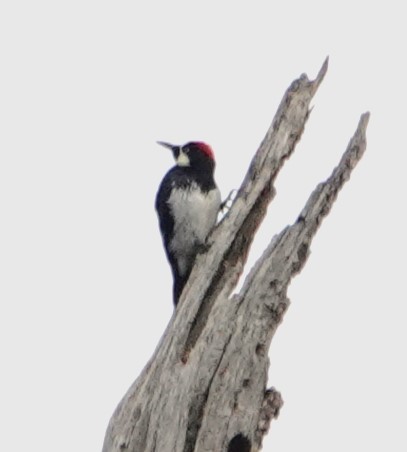 Acorn Woodpecker - ML609997497