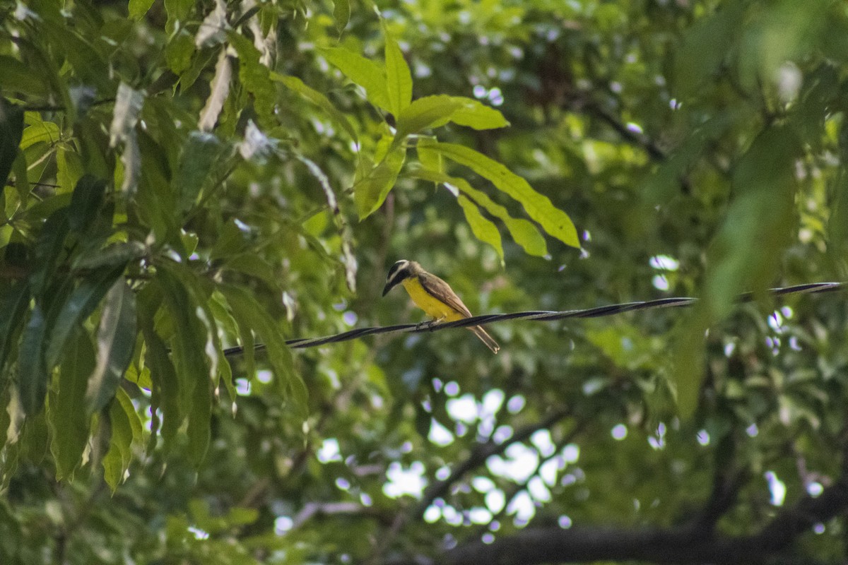 Boat-billed Flycatcher - Gustavo Jiménez