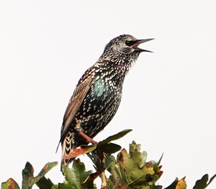 European Starling - ML609997513