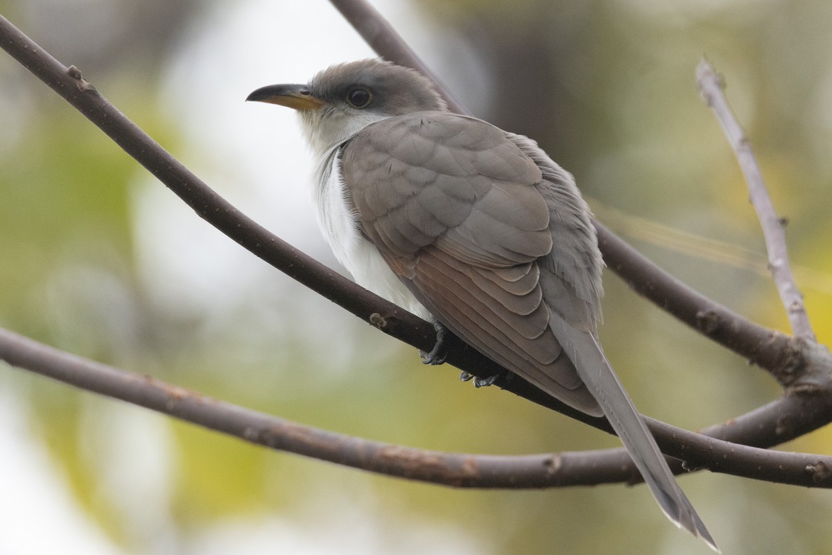 Yellow-billed Cuckoo - Kent Fiala