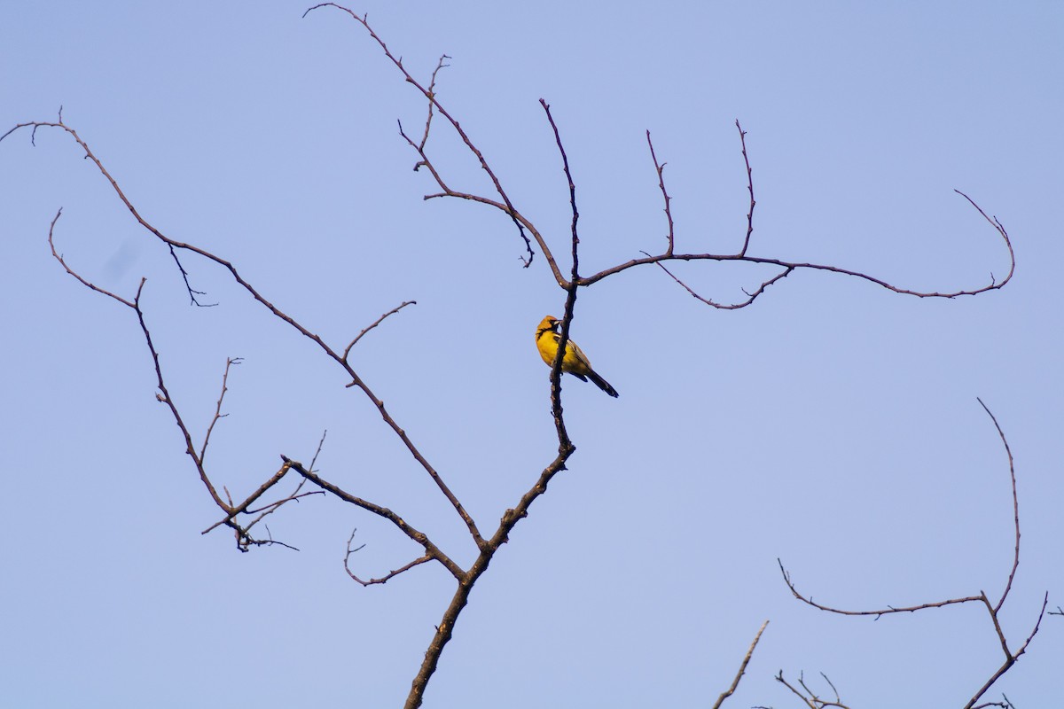 Streak-backed Oriole - Gustavo Jiménez