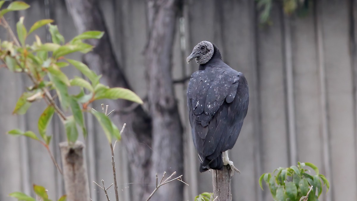 Black Vulture - Sandra Wright