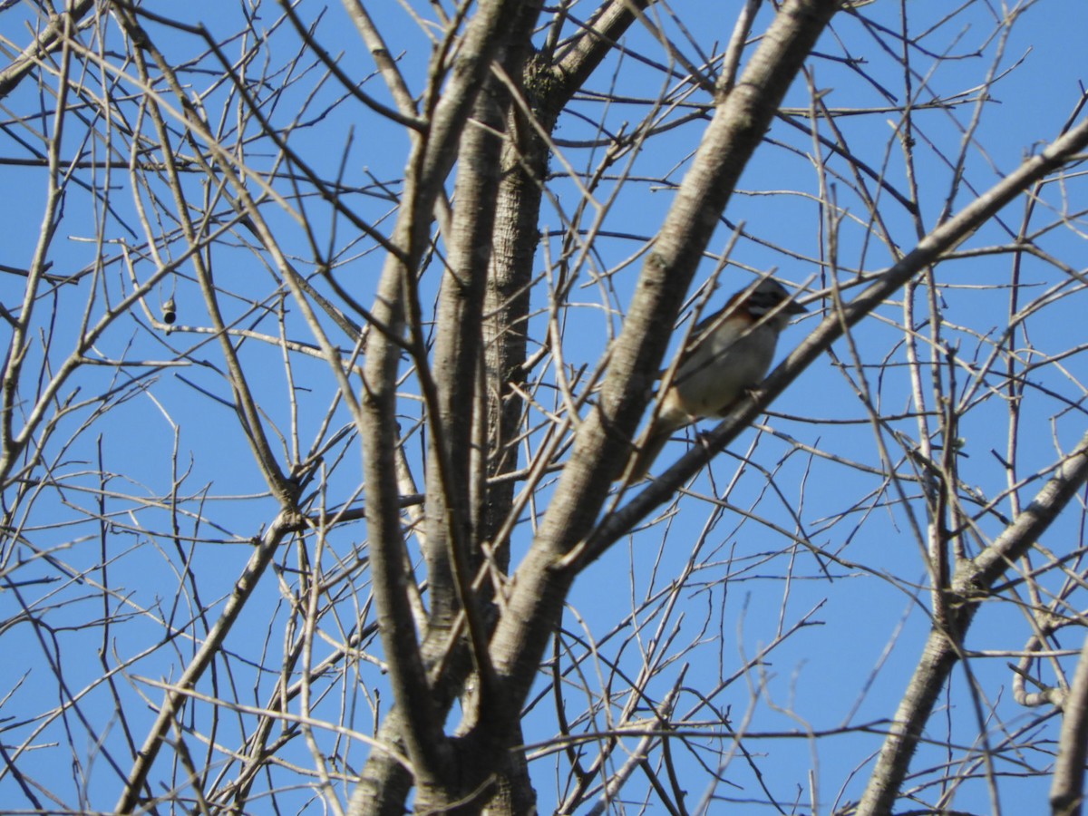 Rufous-collared Sparrow - ML609997582
