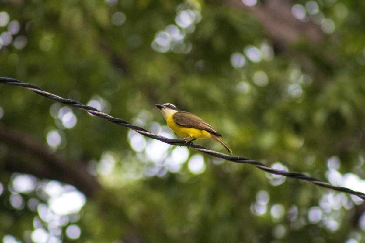 Boat-billed Flycatcher - Gustavo Jiménez