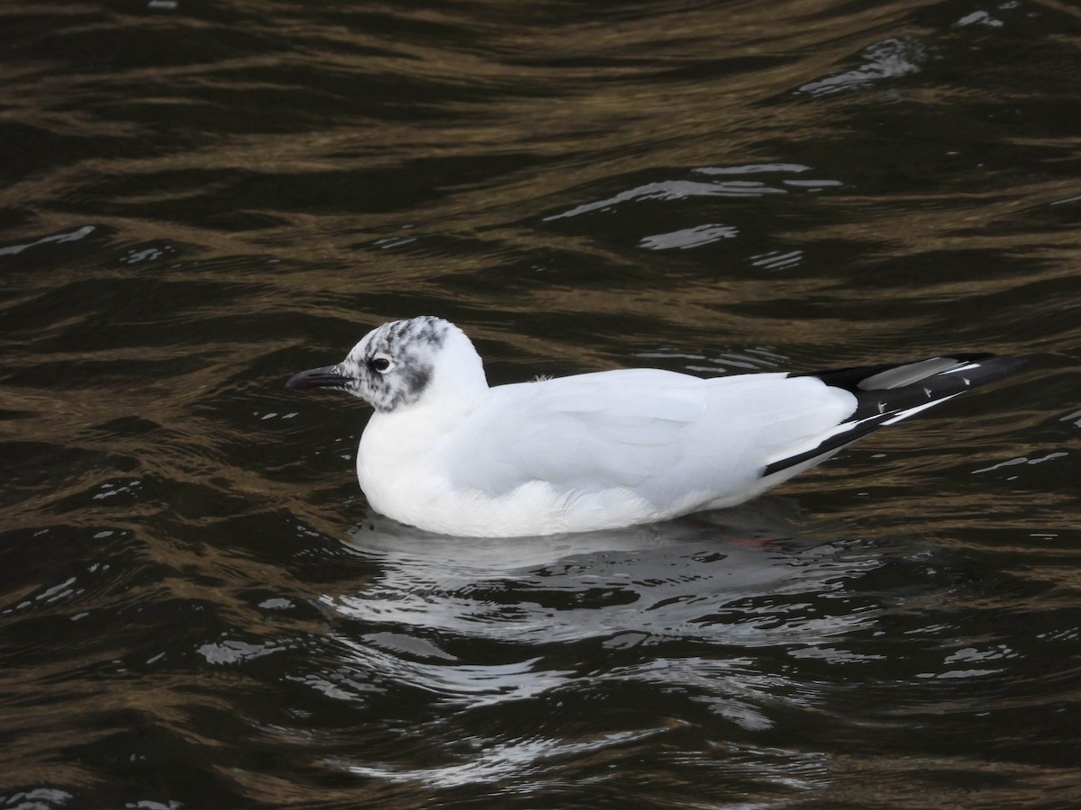 Andean Gull - ML609997788