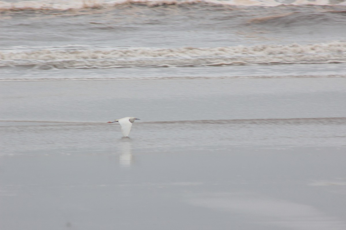 Snowy Egret - ML609997884