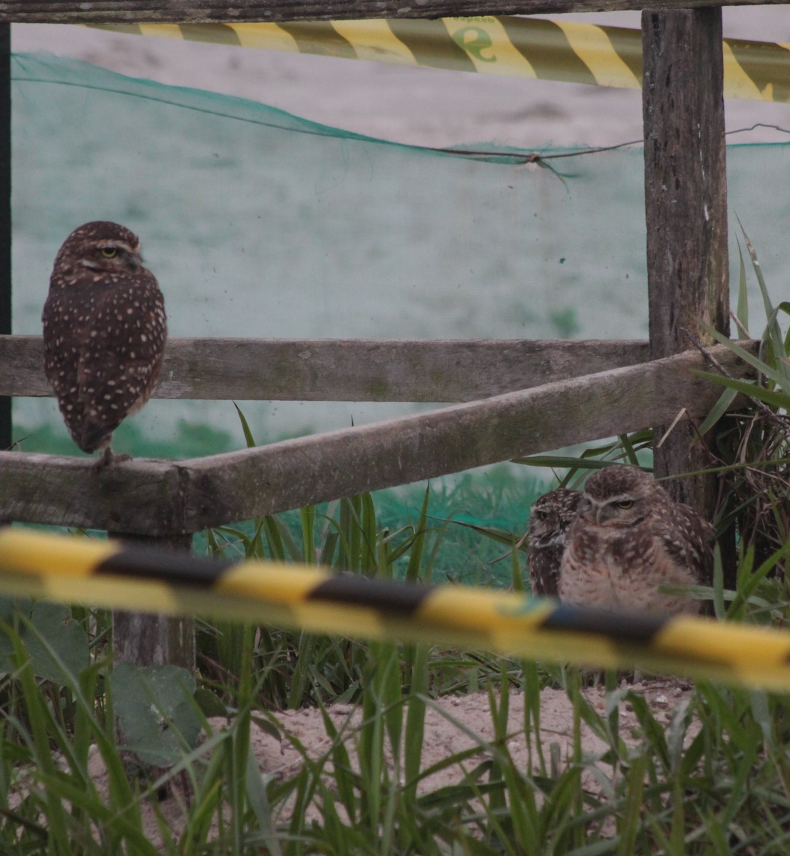 Burrowing Owl - ML609997923