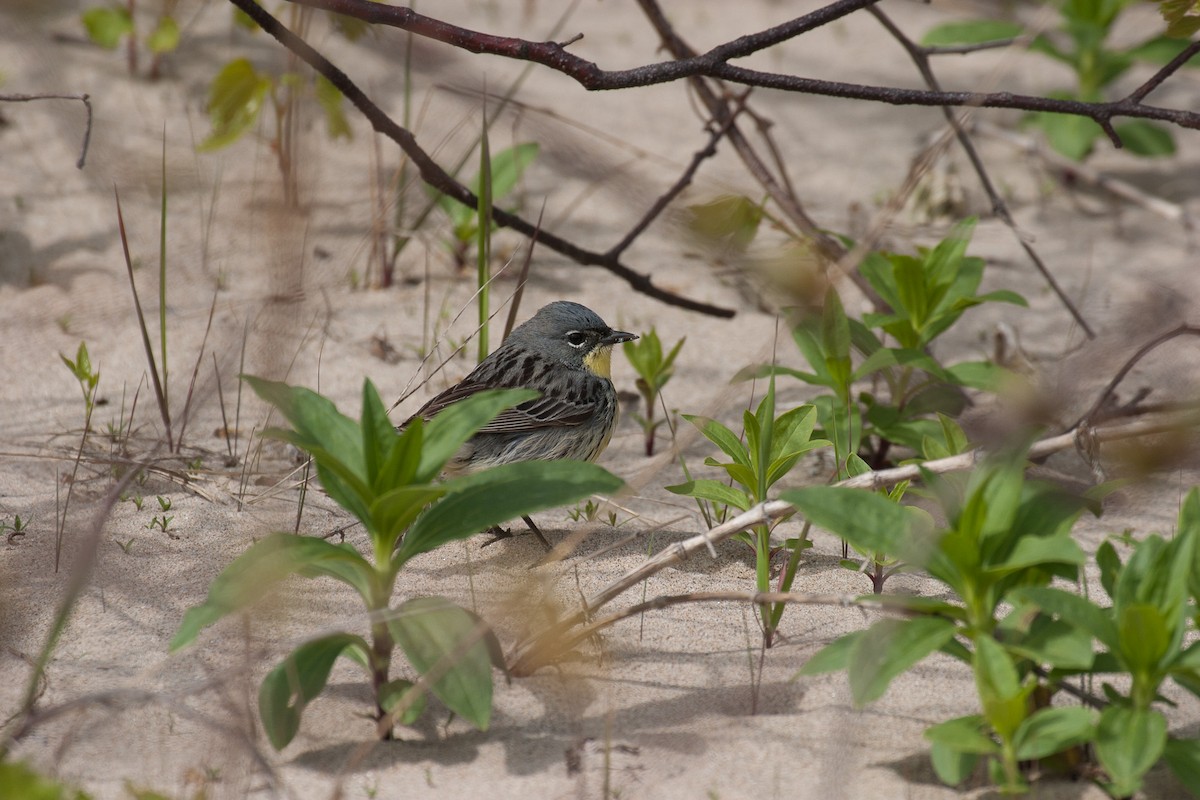 Kirtland's Warbler - ML609997943