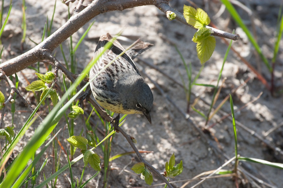 Kirtland's Warbler - Paul Mansz