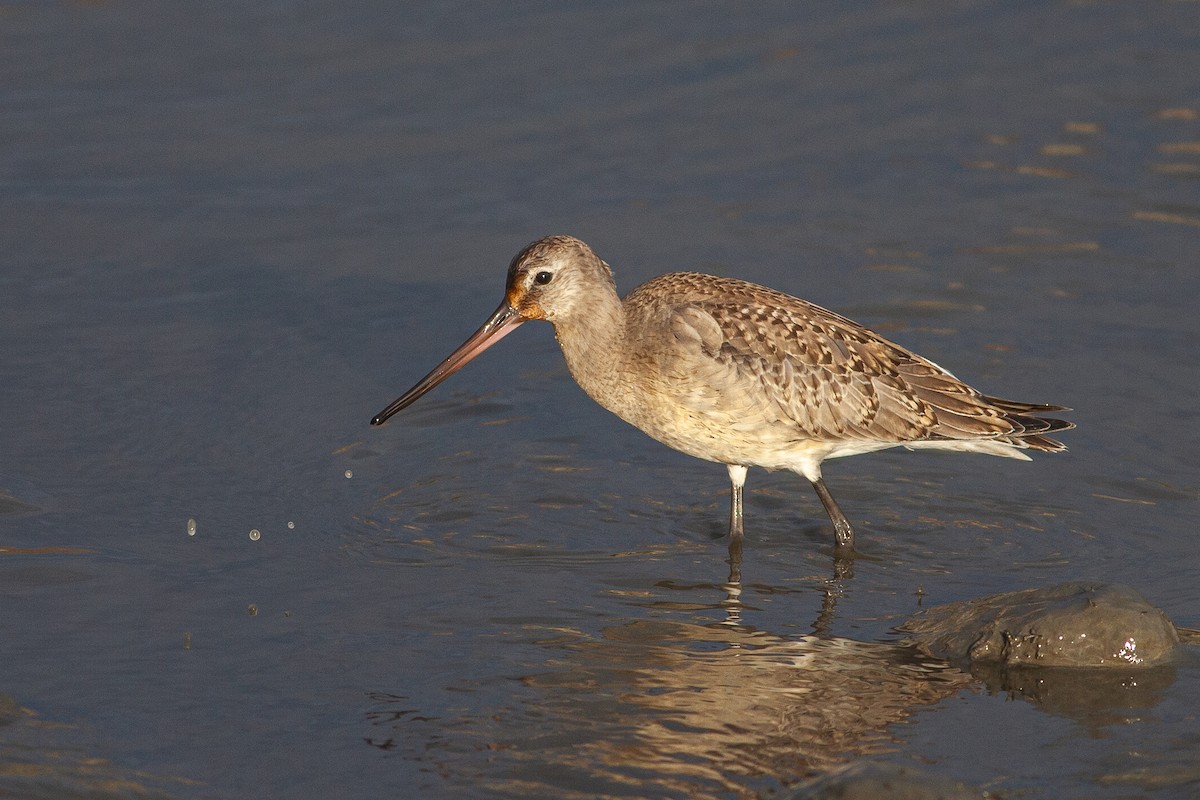 Hudsonian Godwit - ML609998015