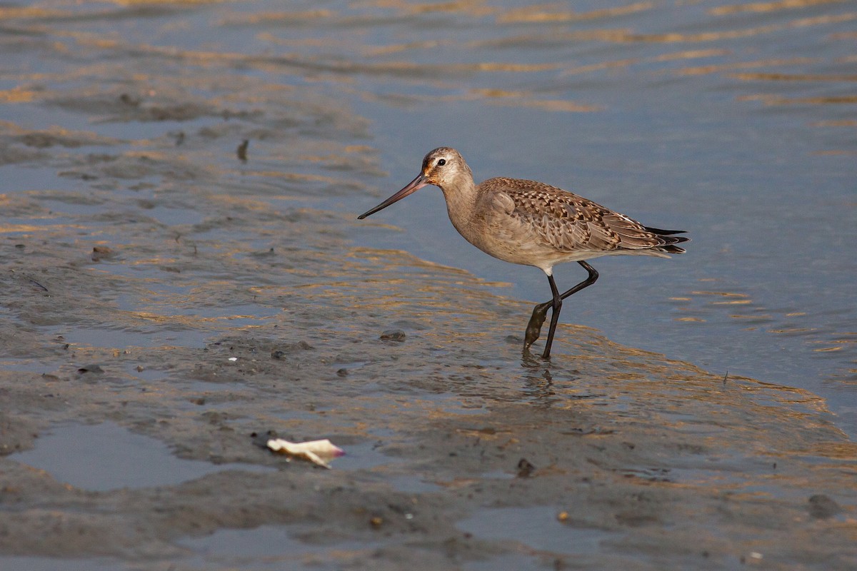 Hudsonian Godwit - Tom Foley