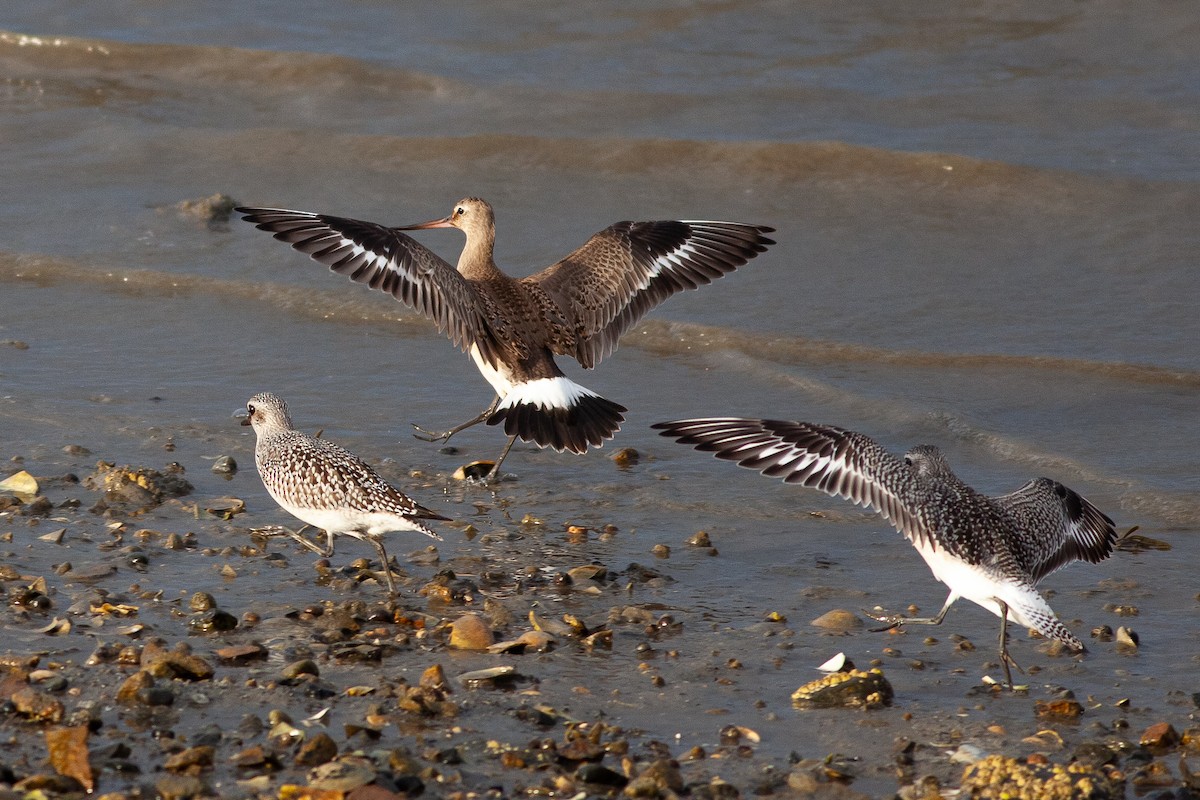 Hudsonian Godwit - Tom Foley