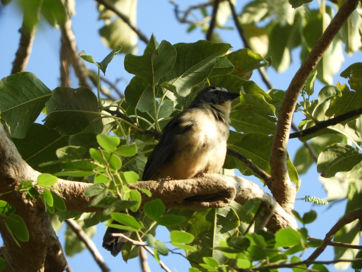 Bluish-gray Saltator - Silvia Enggist