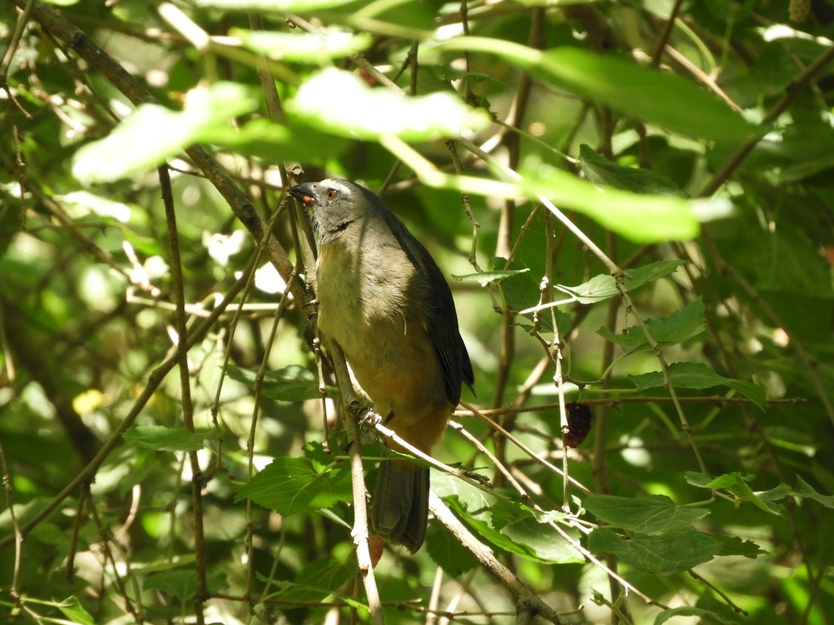 Bluish-gray Saltator - ML609998090