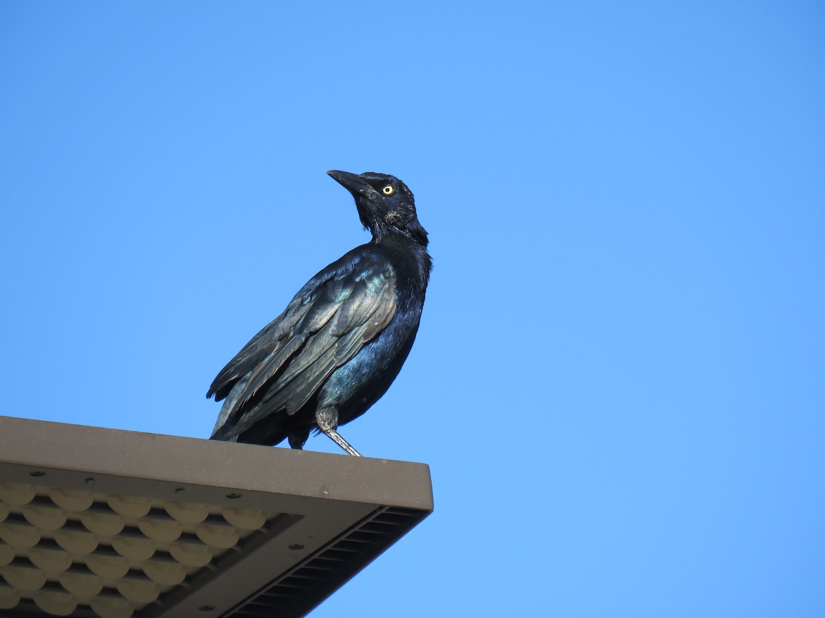 Great-tailed Grackle - Ron Batie