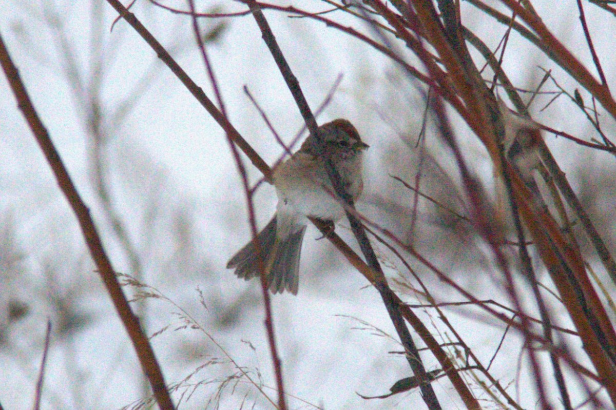 American Tree Sparrow - ML609998279