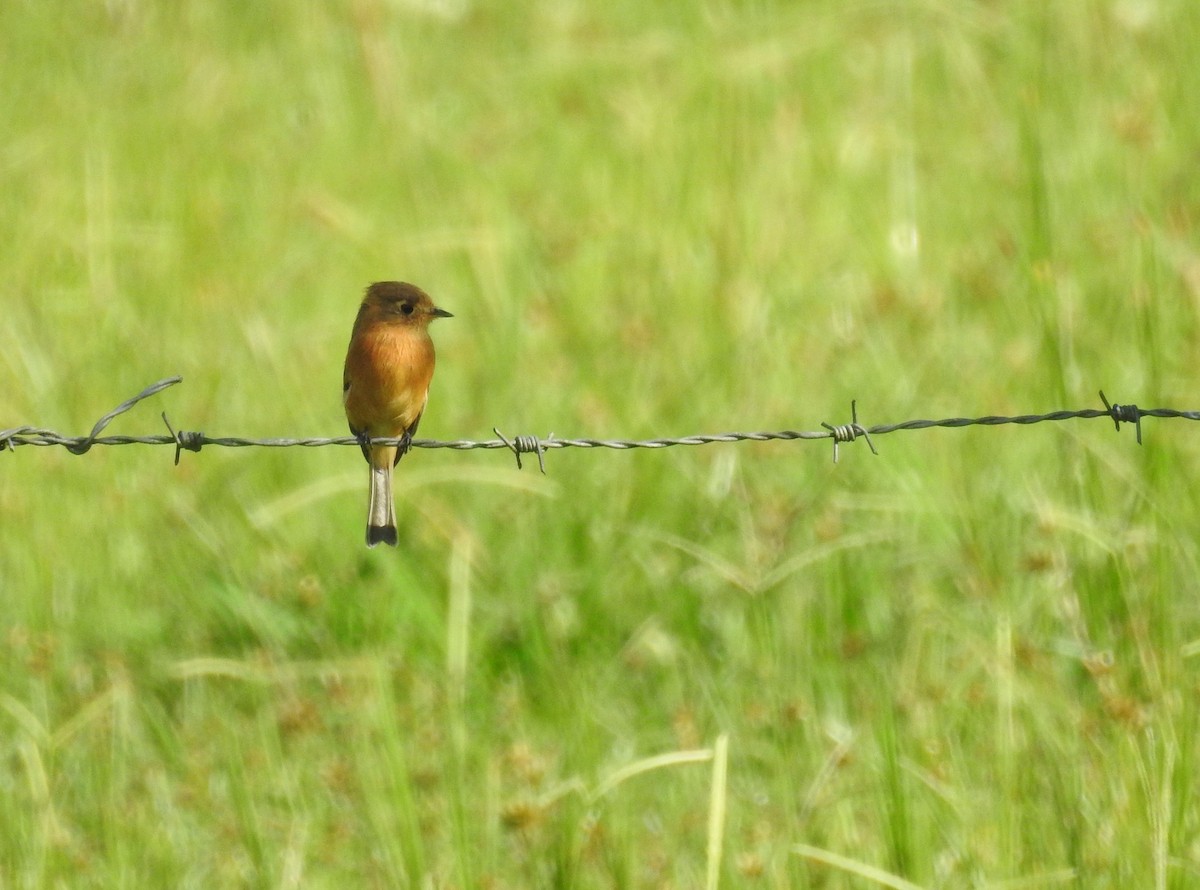 Buff-breasted Flycatcher - Rudy Botzoc @ChileroBirding