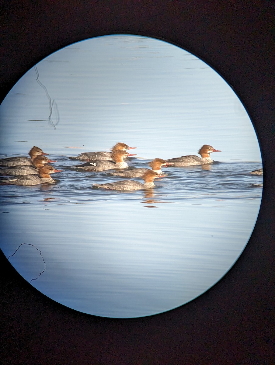 Common Merganser - ML609998340