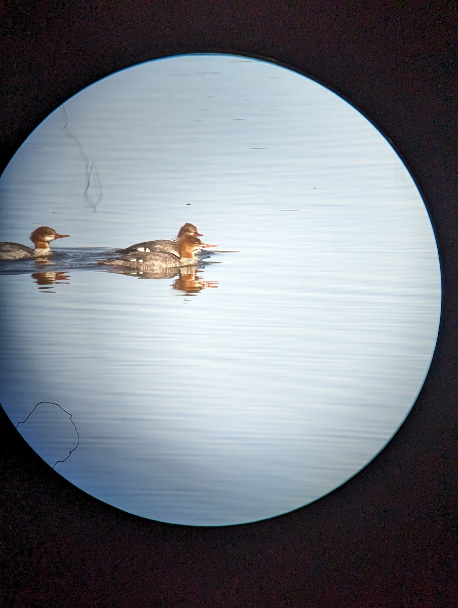 Common Merganser - Peyton Jackson