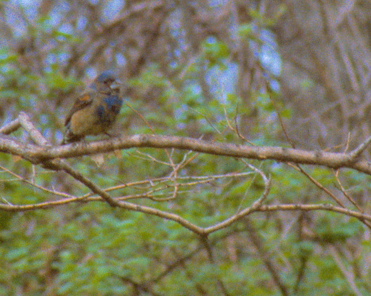 Blue Grosbeak - Paul Mansz